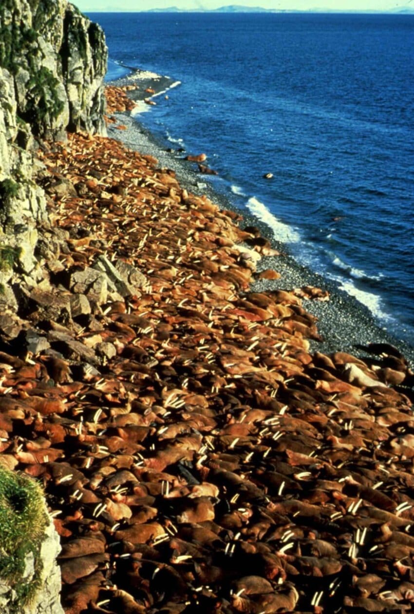 free-picture-thousands-walruses-gathered-together