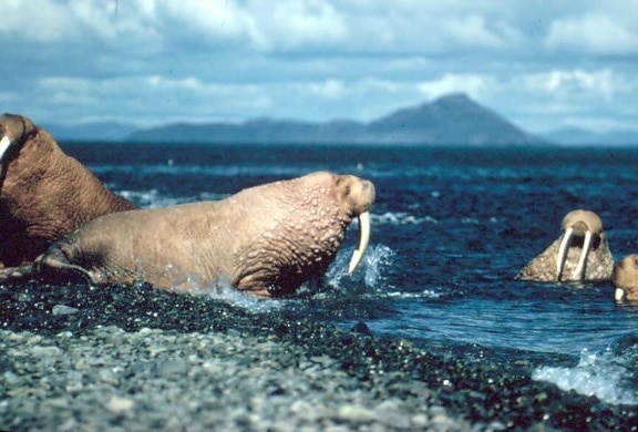 walrus, animals, entering, ocean