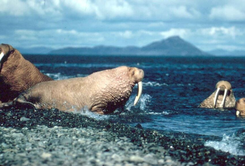 Free picture: walrus, animals, entering, ocean