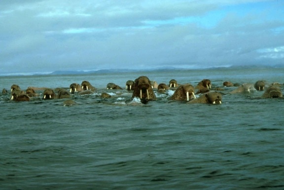 walrus, animals, ocean