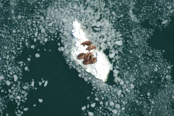 walrus, cows, bulls, resting, sea, ice