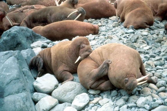 walrus, female, young, beach