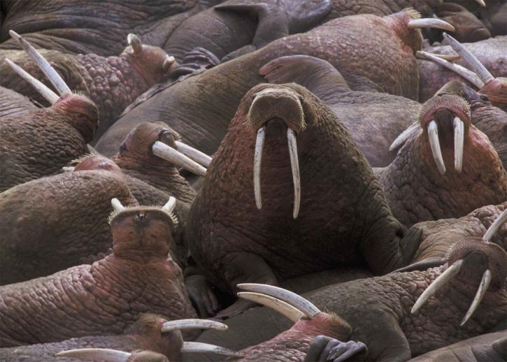walrus, herd, odobenus rosmarus, fin, footed, marine, animals
