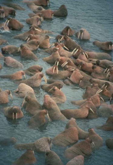 walrus, herd, swimming
