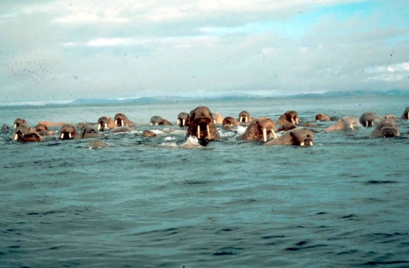 walrus, large, flippered, marine mammals, water, odobenus rosmarus