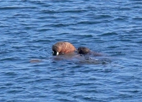walrus, male, animal, swimming, ocean, pup, back