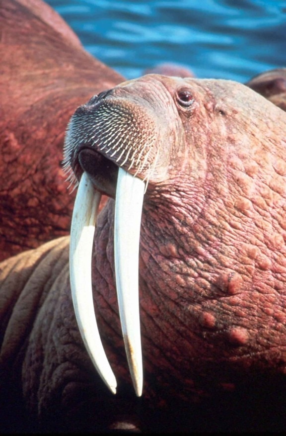 walrus, male, up-close, head, odobenus rosmarus