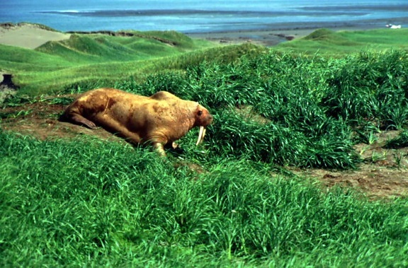 walrus, male, mammal, grass, water