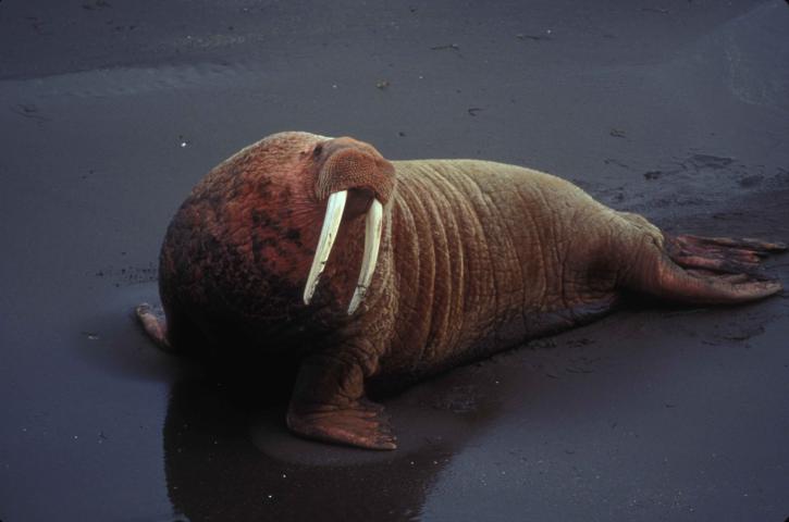 walrus, male, portrait