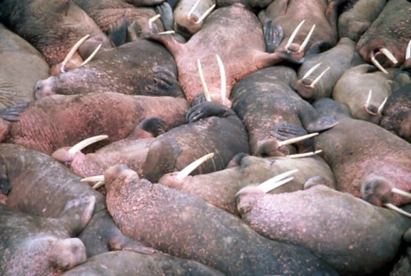 walrus, marine mammals, crammed, side