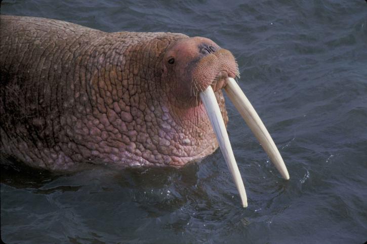 walrus, odobenus rosmarus, fin, footed, marine mammal