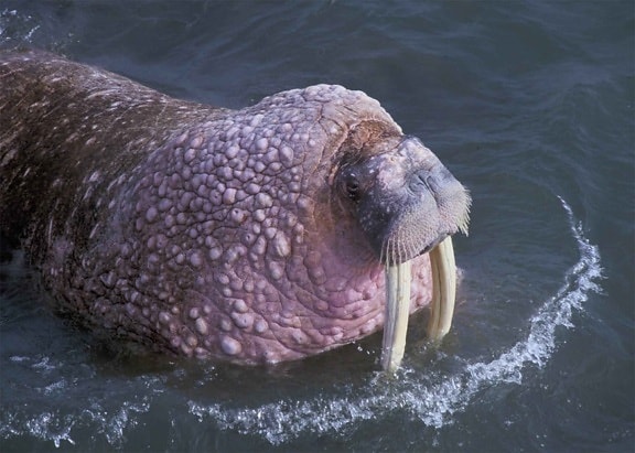 walrus, odobenus rosmarus, large, flippered, marine mammal