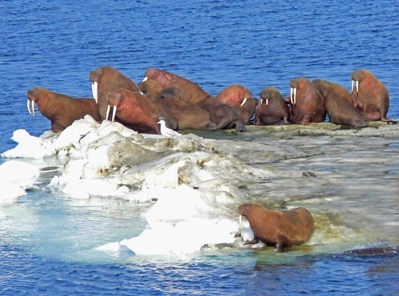 walrus, Bering, sea, ice