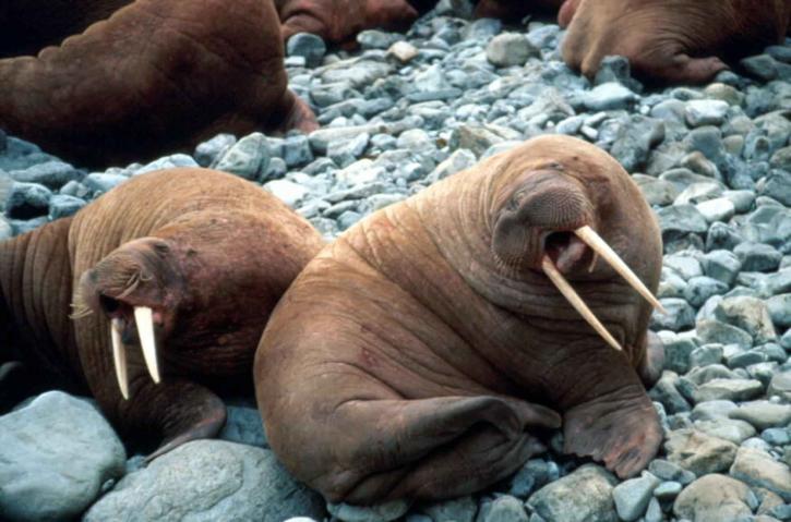 walrus, pair, rocky, beach