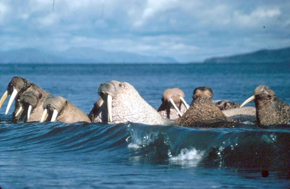 walruses, animals, enjoy, waves, water