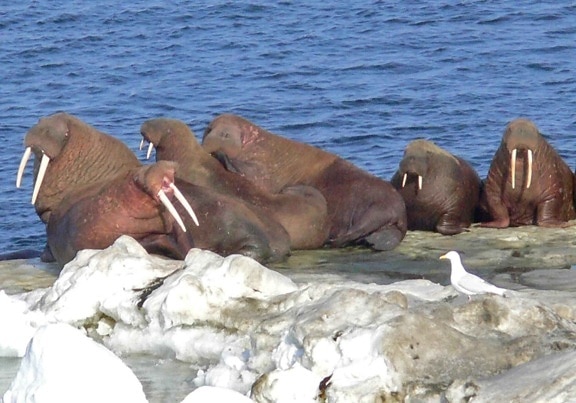 walruses, animals, odobenus rosmarus, ice, northern Bering, sea