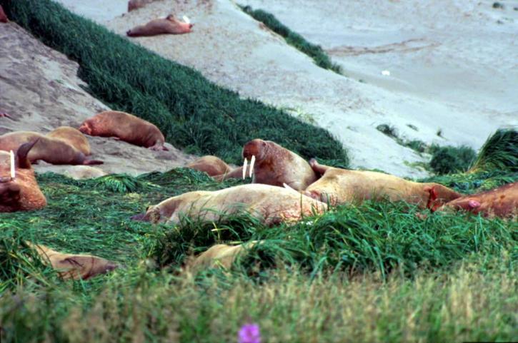 walruses รวบรวม โดด หญ้า ชายหาด