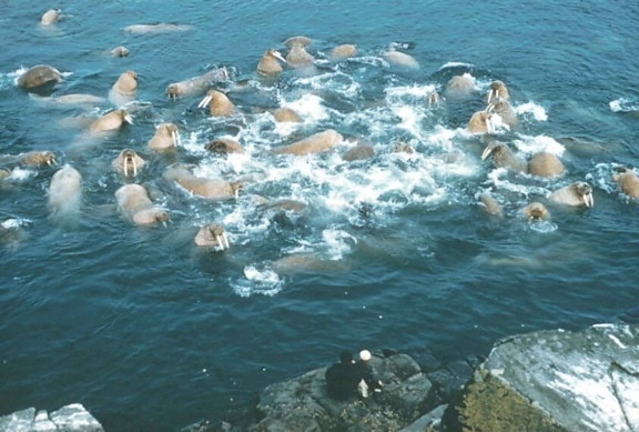 walruses, water