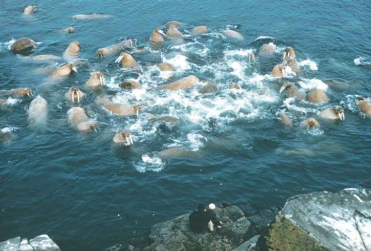 walruses, nước