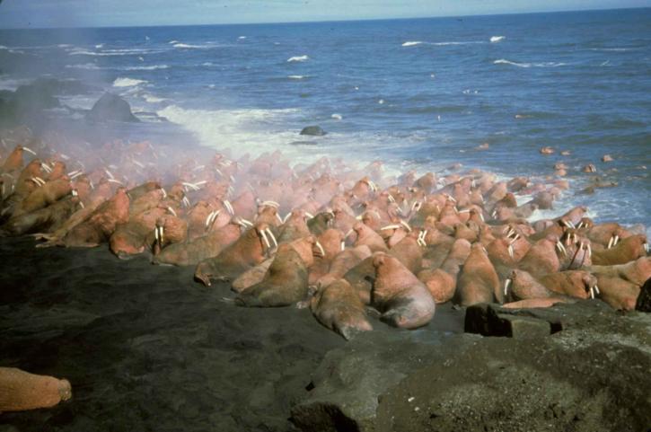 walrussen, grote, mariene zoogdieren, strand, water