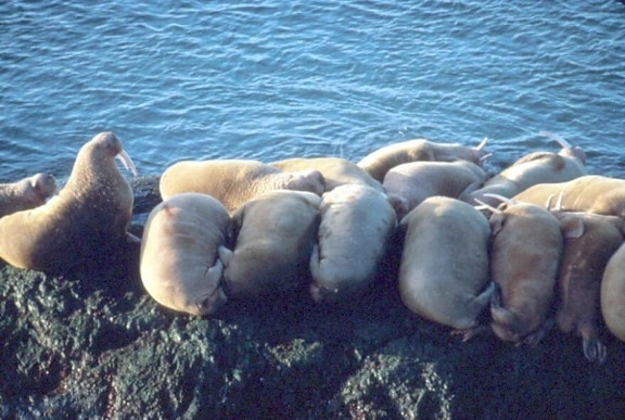 walruses, laying, clinging, small, rocky, shore