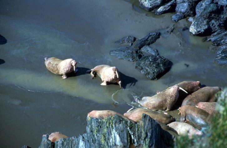 walrussen, rotsachtige strand