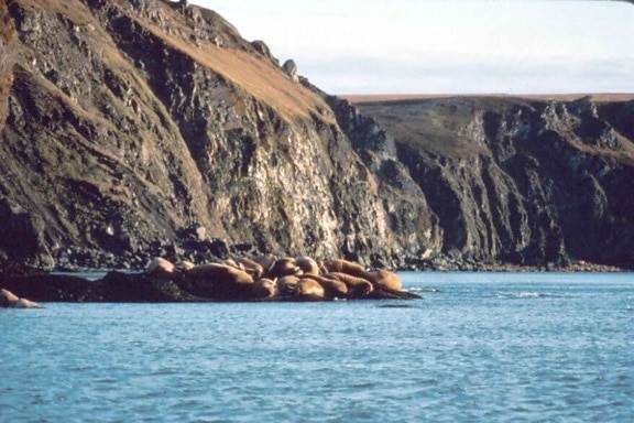 bờ biển nhiều đá, walruses,