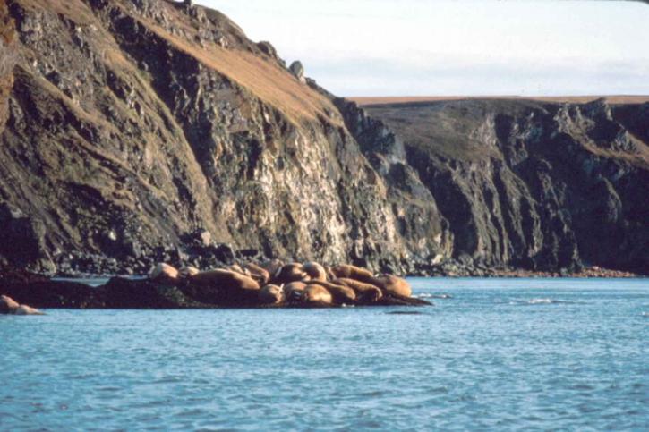 hvalross, steinete, kysten