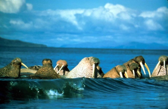walruses, waves