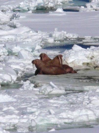 walruses, resting, ice, pack