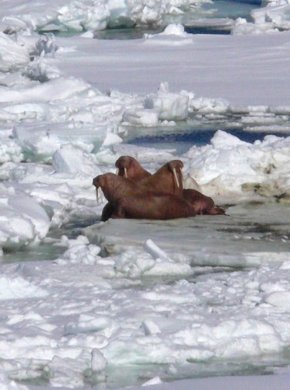 зльоту моржів, відпочиваючи, лід, pack