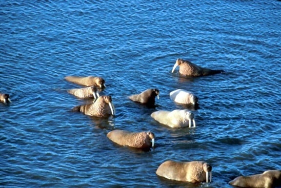 walruses, large, tusks, ocean, water