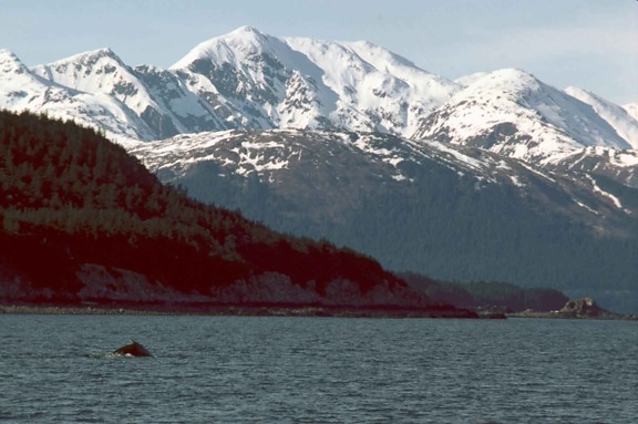 megattera, balena, un varco, sud-est, Alaska