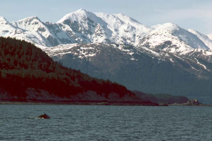 Ryhävalas, valas, rikkoi Kaakkois Alaska