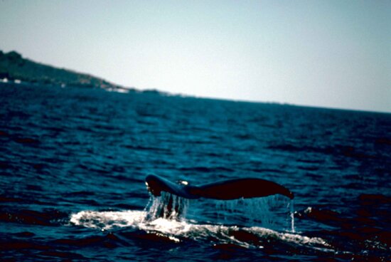 humpback, whale, ocean