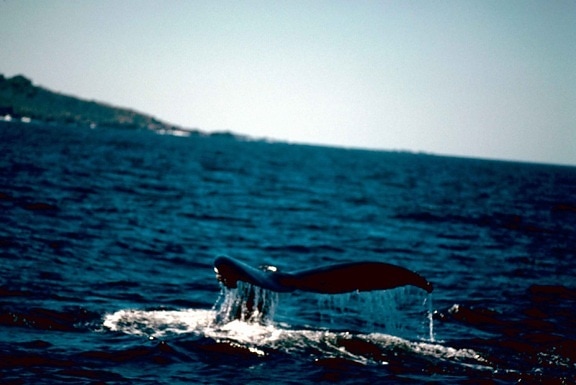 humpback, whale, ocean