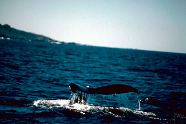 Humpback whale, ocean