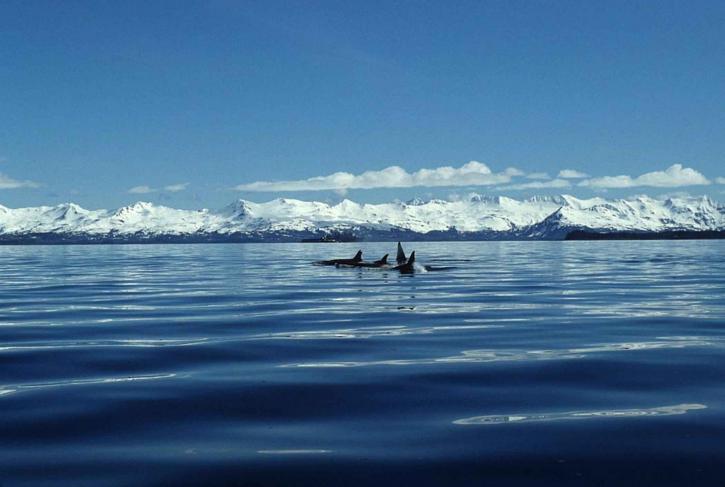 Вбивця китів тварин, морських ссавців, orcinus orca
