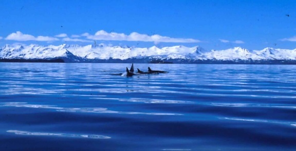killer, whale, water
