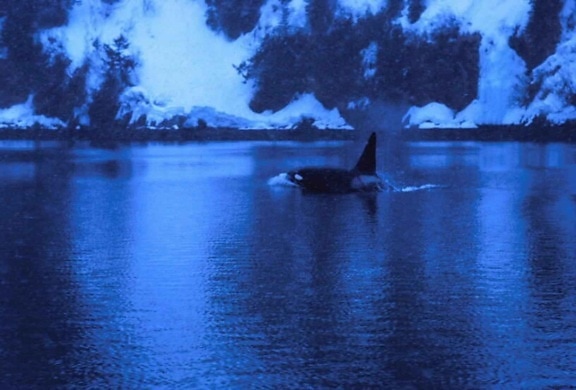 เพศชาย นักฆ่า วาฬ orcinus orca