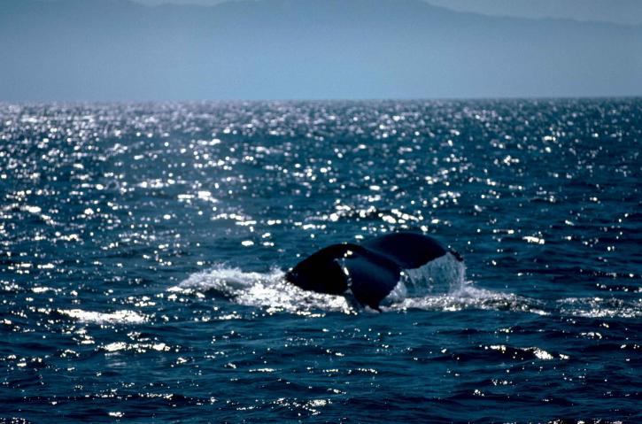Marine pattedyr humpback hval, pattedyr, dyr