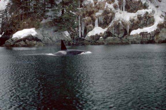 Orcinus orca killer, whale, marina däggdjur