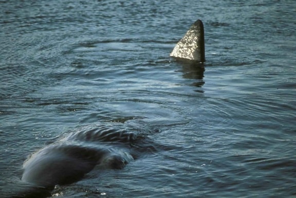 sæd, hvalsafari, svømning, vand, up-close, physeter catodon