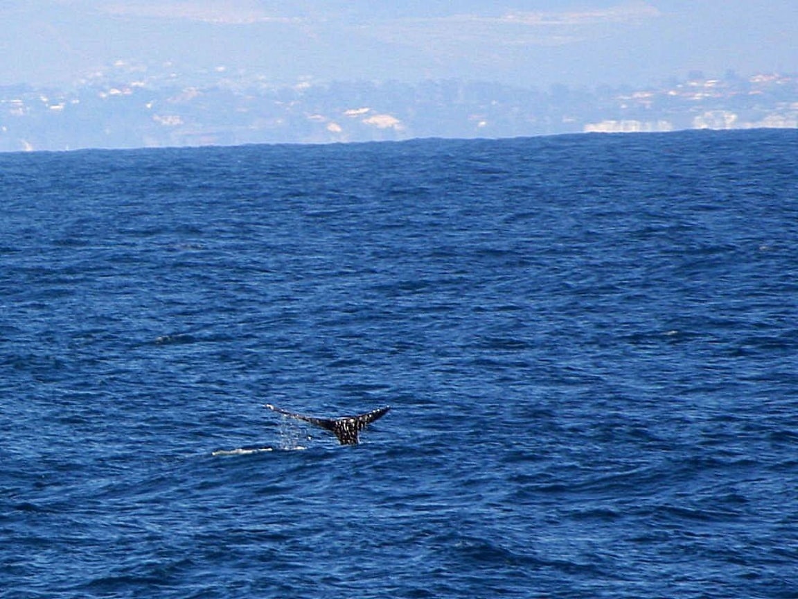 Море, хвост кита над водой.