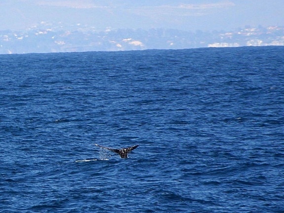 кит, животински