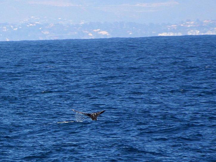 baleia, animal