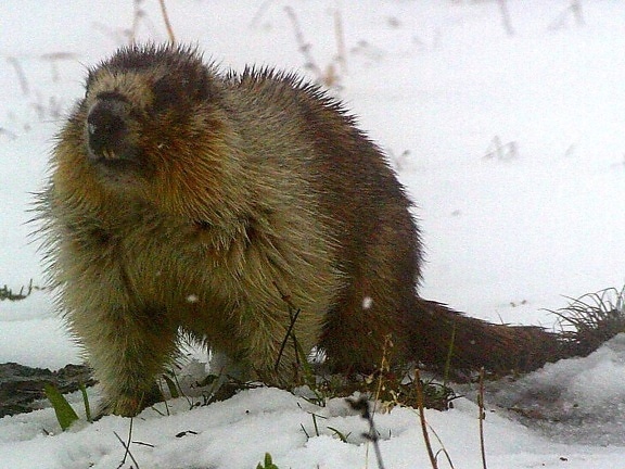 yellow, bellied, marmot