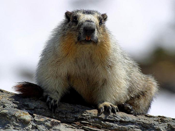 marmots kuning, perut,