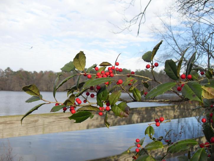 American, holly, branches, berries