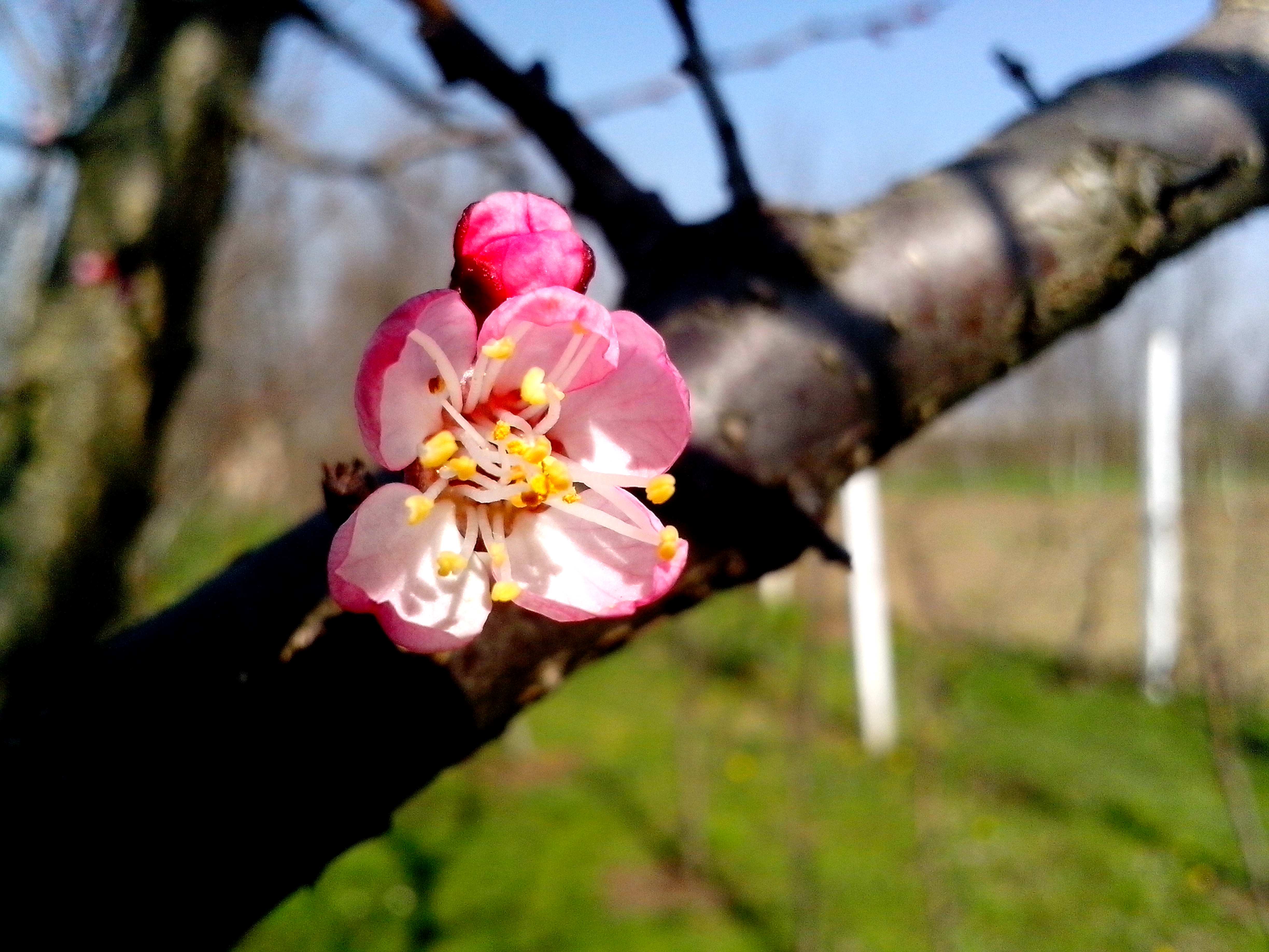 Розовый бутон у деревьев. Цветковые почки яблони. Айва японская цветы. Цветение бутонов. Бутоны яблони фото.